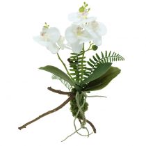 Orchidée blanche avec motte de mousse et racines 36 cm