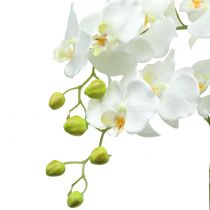 Orchidée Blanche sur bulbe de 65cm