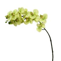 Branche d&#39;orchidée vert clair L58cm