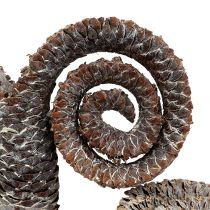Article Palmier mâle blanchi 25 pièces