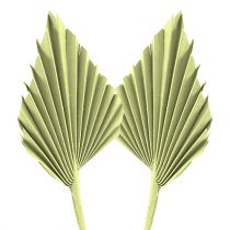 Article Feuilles de palmier Palmspear Vert pomme, blanchi 65 pcs