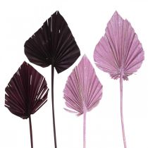 Article Palmspear Feuilles de palmier Fuchsia Berry, blanchi 65pcs
