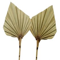 Article Palmspear Naturel 100 pcs