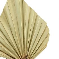 Article Palmspear Naturel 100 pcs