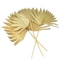 Article Palmspear Sun Feuille de palmier naturelle séchée Décoration naturelle 30 pièces