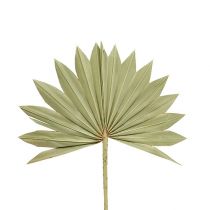 Palmspear Soleil mini nature 50p