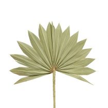Article Palmspear Soleil mini nature 50 pcs