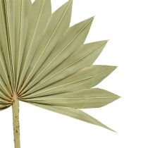 Article Palmspear Soleil mini nature 50 pcs
