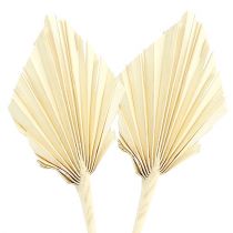Article Palmspear blanchi 20 pcs