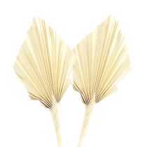 Article Palmspear mini Feuilles de palmier blanchies séchées 50pcs