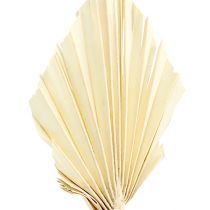 Article Palmspear mini Feuilles de palmier blanchies séchées 50pcs