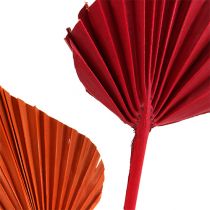 Mini sorte de lance de palmier. Rouge/Orange 100pcs