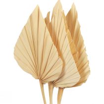 Feuilles de Palmier Palmspear Décoration Naturelle Blanchies 12,5×38cm 4pcs