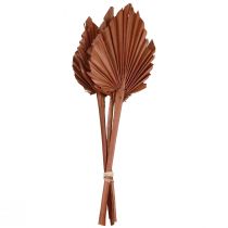 Feuilles de palmier Palmspear décoration naturelle marron 5-9×14cm L35cm 4pcs