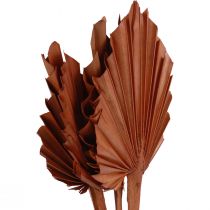 Article Feuilles de palmier Palmspear décoration naturelle marron 5-9×14cm L35cm 4 pcs