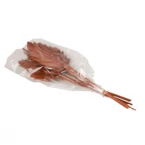 Article Feuilles de palmier Palmspear décoration naturelle marron 5-9×14cm L35cm 4 pcs