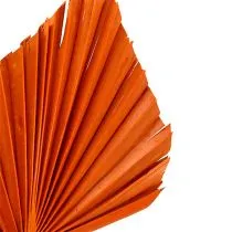 Article Éventails de Feuilles de Palmier Séchées Orange – Lot de 65