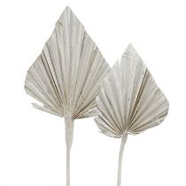 Lance de palmier lavé blanc 10cm - 15cm L33cm 65p