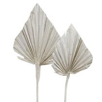 Article Palmspear blanchi Feuilles de palmier 10-15cm L33cm 65pcs