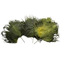 Article Feuilles de palmier séchées décoratives Saribus vert 45cm 5 pcs