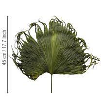 Article Feuilles de palmier séchées décoratives Saribus vert 45cm 5 pcs