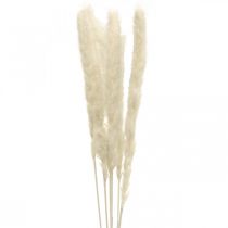 Crème d&#39;herbe de pampa séchée pour le séchage du bouquet 65-75cm 6pcs