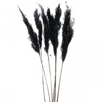 Herbe de la pampa noire 65-75cm herbe sèche décoration naturelle 6pcs
