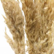 Article Décoration sèche herbe de pampa séchée blanchie 70-75cm 6 pcs