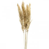 Article Décoration sèche herbe de pampa séchée blanchie 70-75cm 6 pcs
