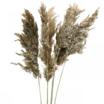 Herbe de pampa séchée naturelle pour bouquet sec 70-75cm 6pcs
