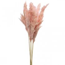 Herbe de pampa séchée fleuristerie sèche rose 65-75cm 6pcs en bouquet