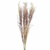 Crème d&#39;herbe des pampas, violette Fleurs séchées artificielles 3pcs