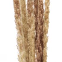 Article Herbe de pampa décorative séchée naturelle 70 cm 6 pièces