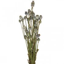 Capsules de graines de pavot séchées bouquet de fleurs séchées naturelles coquelicot déco 90g