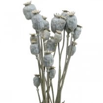 Déco Coquelicot Fleurs Séchées Blanches Capsules de Coquelicot Papaver Bouquet de 75g