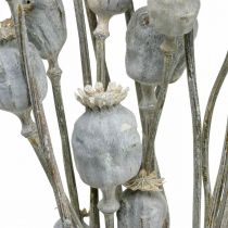 Déco Coquelicot Fleurs Séchées Blanches Capsules de Coquelicot Papaver Bouquet de 75g