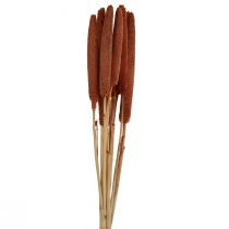 Article Bulbes de roseaux décoratifs Pearl Millet Babala Millet marron 70cm 10pcs