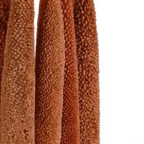 Article Bulbes de roseaux décoratifs Pearl Millet Babala Millet marron 70cm 10pcs