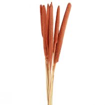 Article Epis de millet perle déco Mil à chandelle Orange 70cm 10pcs