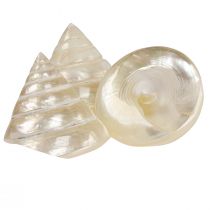 Article Décoration d&#39;escargot de mer en nacre 5–6 cm 6 pcs
