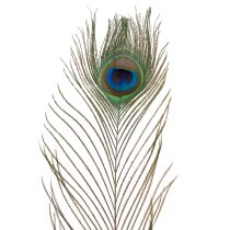 Article Plumes de paon, véritables plumes d'oiseau pour loisirs créatifs et décoration, 55 cm, lot de 10.