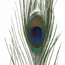 Plumes de paon déco vraies plumes pour artisanat naturel 24-32cm 24pcs