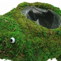 Jardinière grenouille avec mousse vert 35 × 25cm H21cm