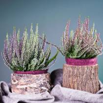 Article Jardinière en pot de bouleau rond Ø17 / 23cm 2pcs