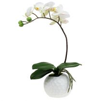 Orchidée Phalaenopsis crème en pot de céramique 33cm