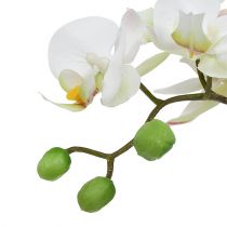 Article Crème Phalaenopsis dans un pot en céramique 33cm