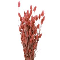 Article Phalaris brillance herbe fleurs séchées rose 64cm 70g × 2pcs