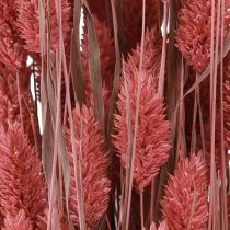 Article Phalaris brillance herbe fleurs séchées rose 64cm 70g × 2pcs