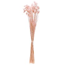 Article Phalaris rose brillant herbe séchée décoration sèche 65cm 60g