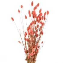 Phalaris rose brillant herbe séchée décoration sèche 70cm 75g